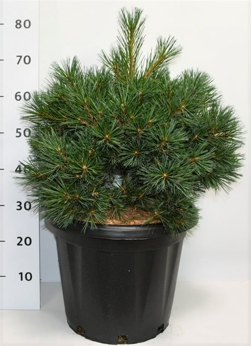 Pinus strobus 'Krüger's Lilliput' - C25 40-50 CM